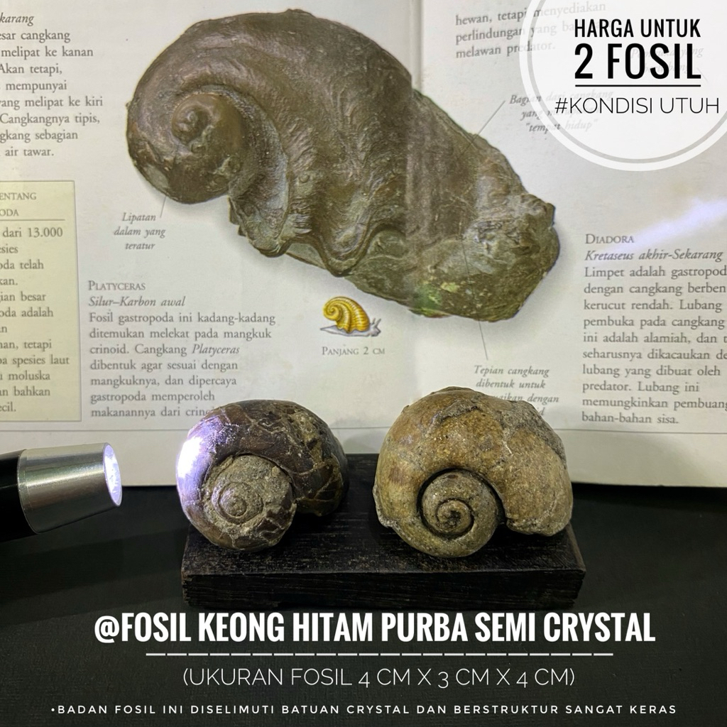 Fosil Keong Hitam Purba Semi Crystal atau Fosil Gastropoda atau Fosil Kol Buntet atau Fosil Kerang a