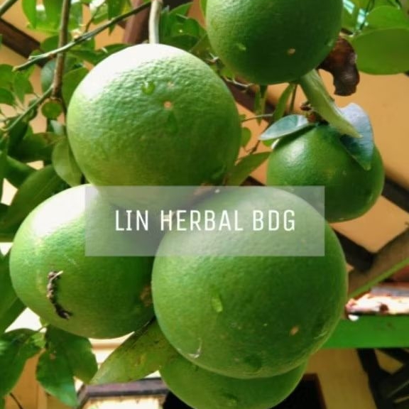 

Jeruk Bali Mini Segar & Petik Order 1000 Grm