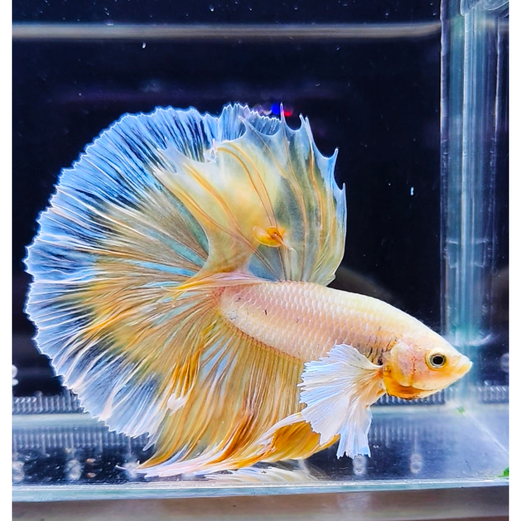 Cupang Plakat Halfmoon Dumbo Ear FCCP Fancy Hellboy Avatar Betta Fish (REAL PIC) PART 1