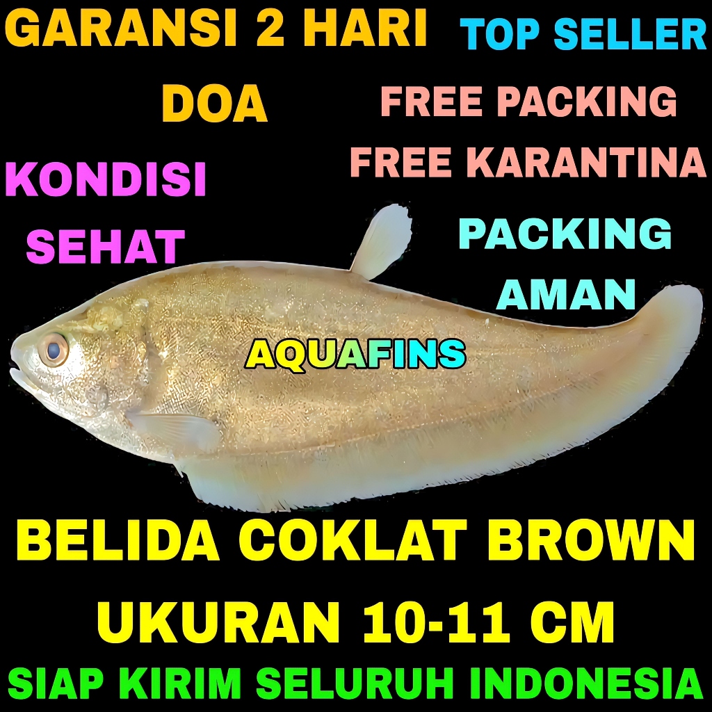 HIASAN BELIDA NOTOPTERUS BROWN COKLAT UKURAN 10-11 CM
