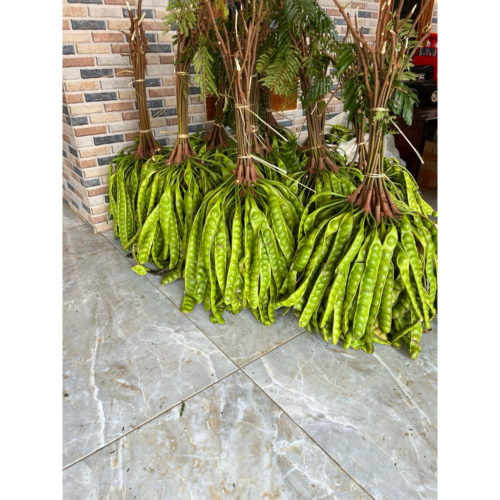 

PETE SUPER ISI 10 PAPAN