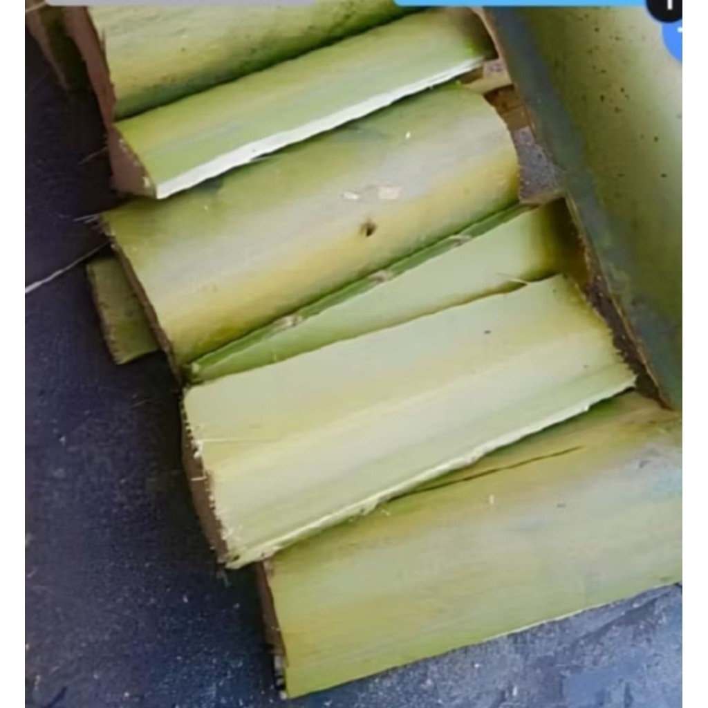 

Batang pelapah kelapa ambil langsung saat di order 1 kg