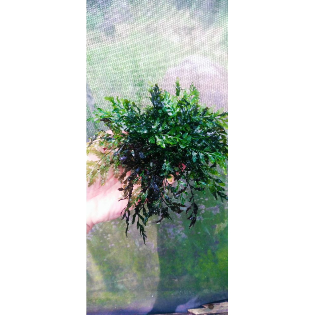 tanaman bul betis media lempeng ukuran besar aquascape