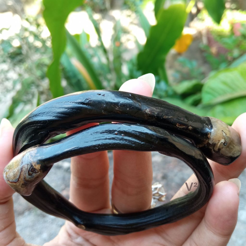 Gelang Akar Bahar Hitam Bonggol Temu Bonggol Kantoran