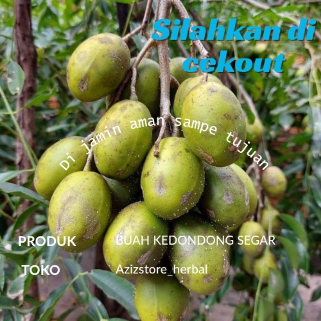 

buah kedondong segar siap kirim berat 5 kg