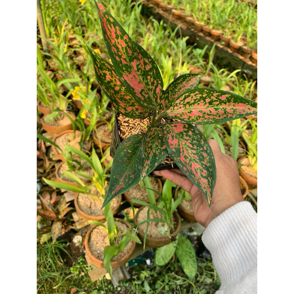 Aglonema venus rimbun murah