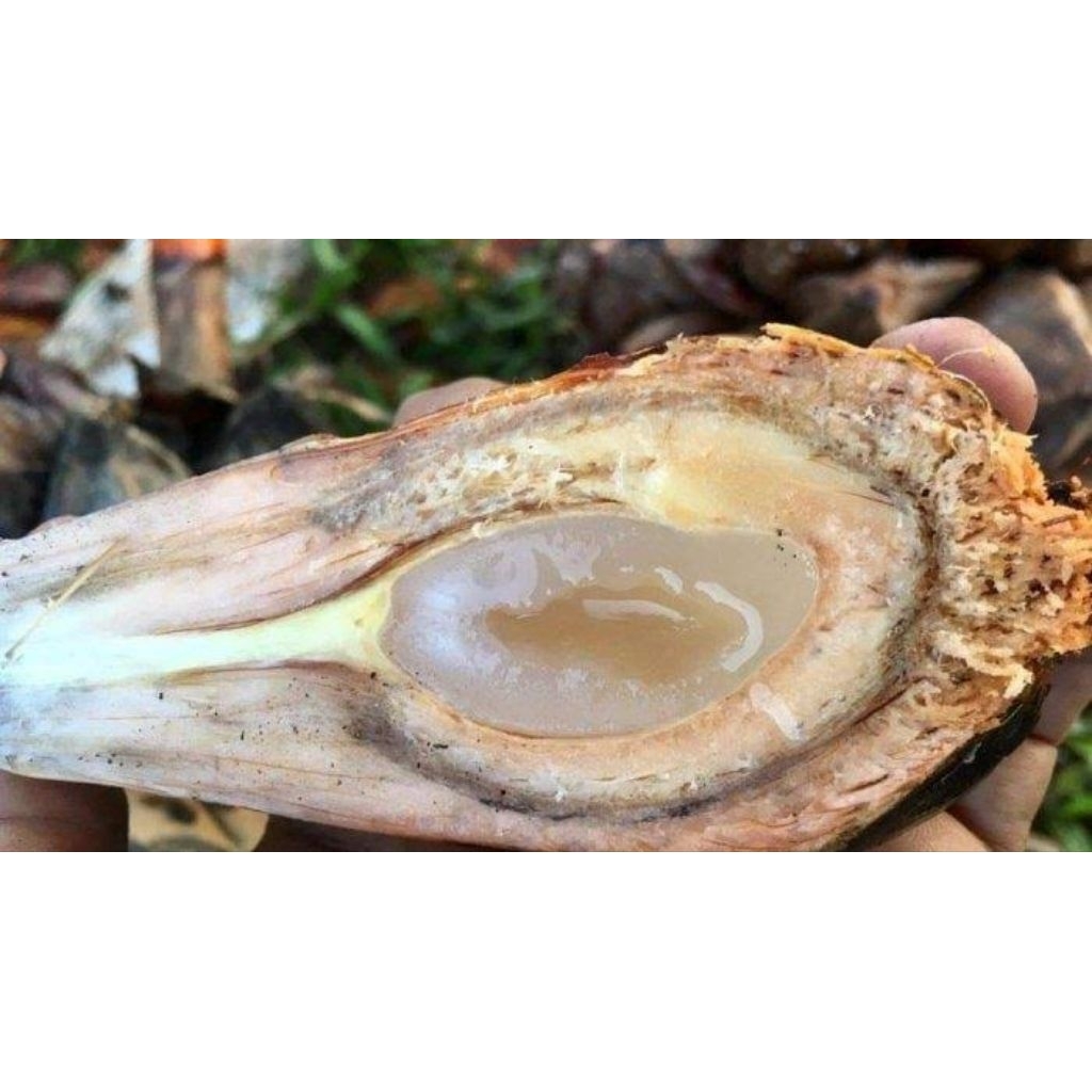 

buah Nipah/buah dahon fresh sudah di kupas 150 _250 _500 gram