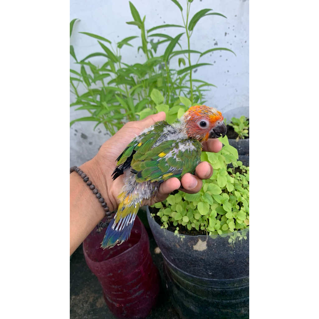 baby sunconure