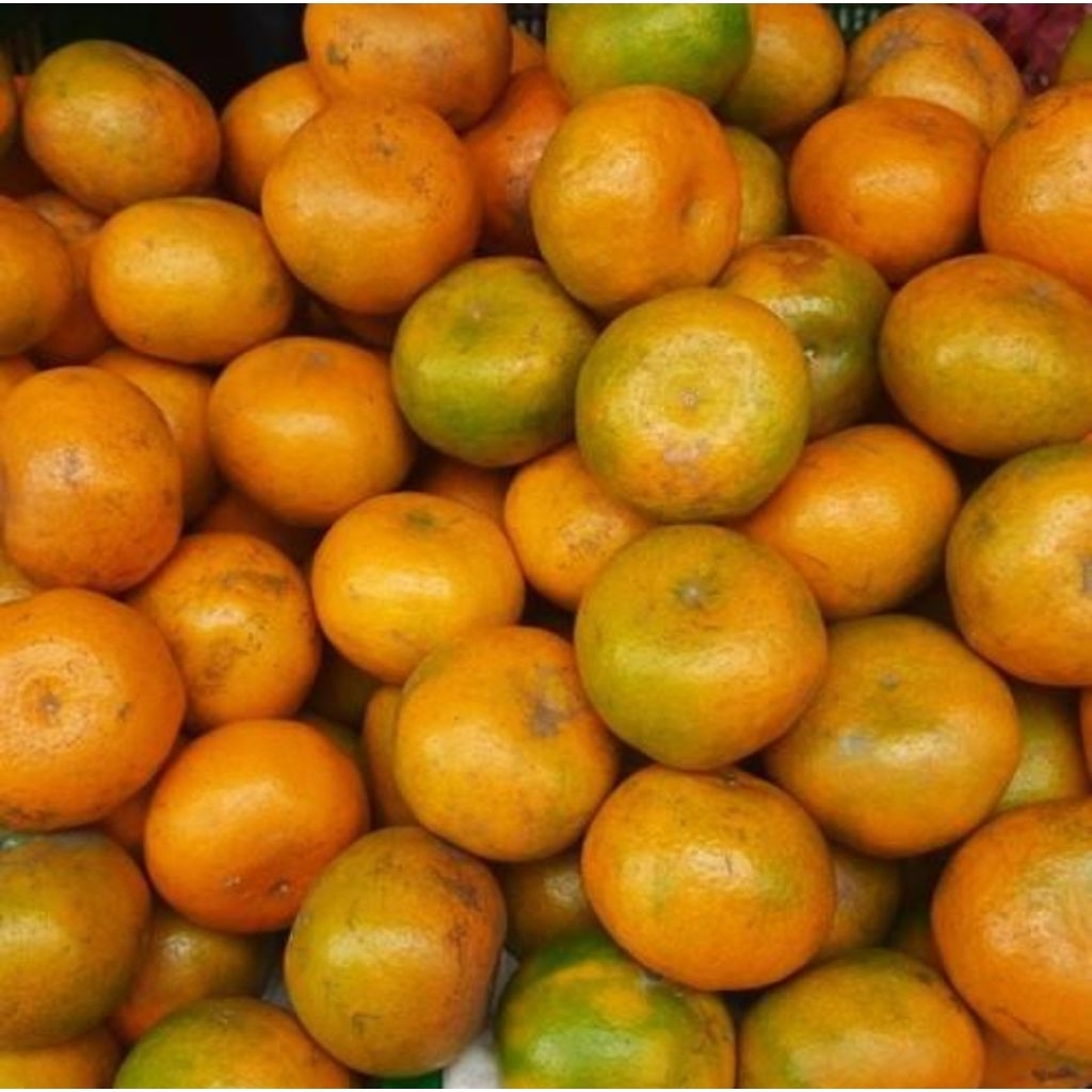 

Jeruk Medan Brastagi 1kg manis
