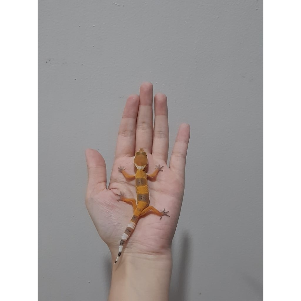 Baby Gecko SHTCT