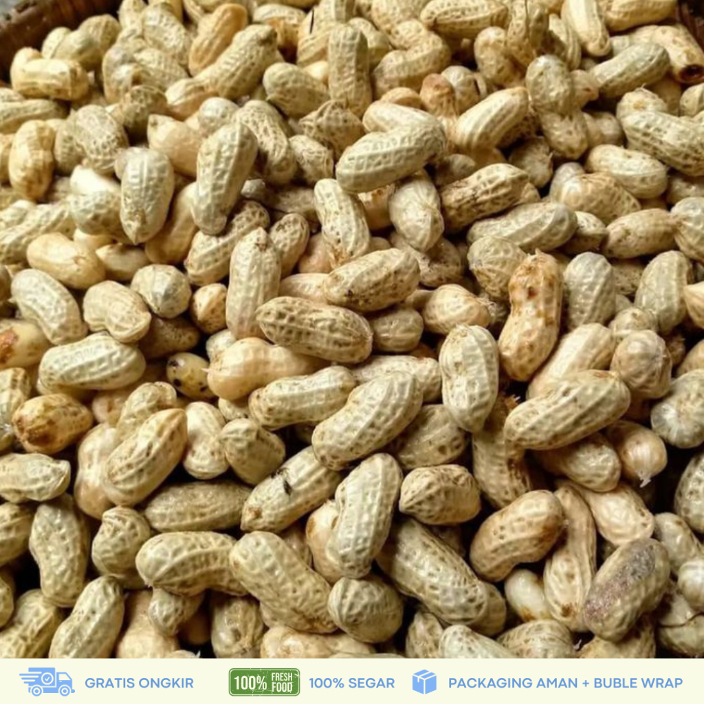 

Kacang Tanah Madu Fresh 500gr/1Kg | Kacang Garuda Mentah Manis Kualitas Super langsung dari Kebun