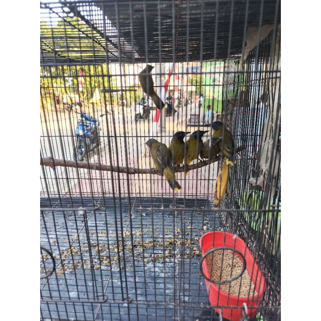 Burung Kutilang Sutra Sutera