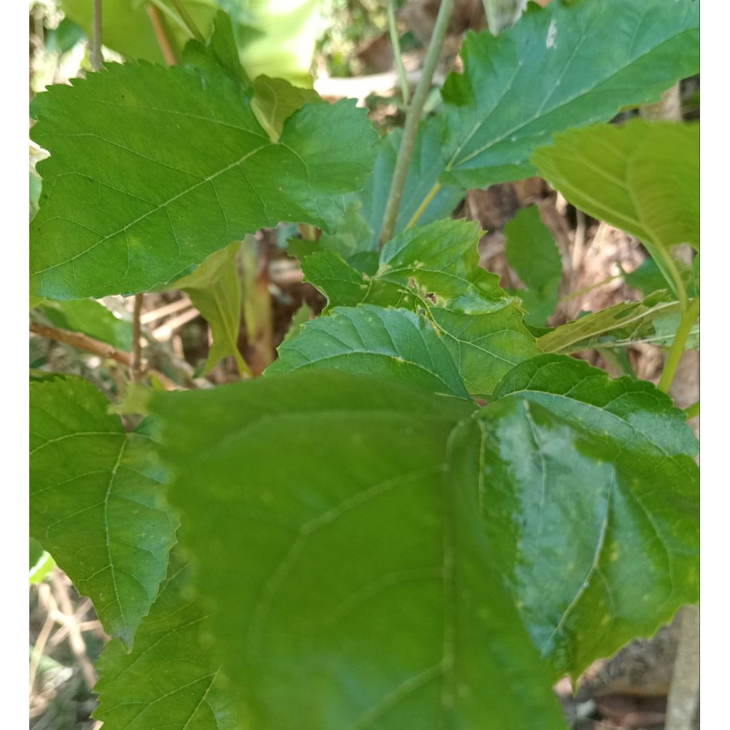 

Jual daun murbeiy ataw daun babasaran kuwalitas pres per 75 lembar