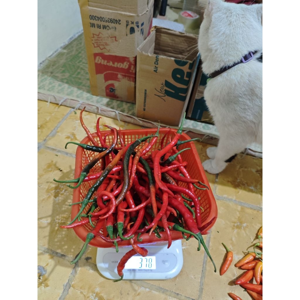 

Cabai Merah Keriting Segar Panen Sendiri | Cabe Keriting