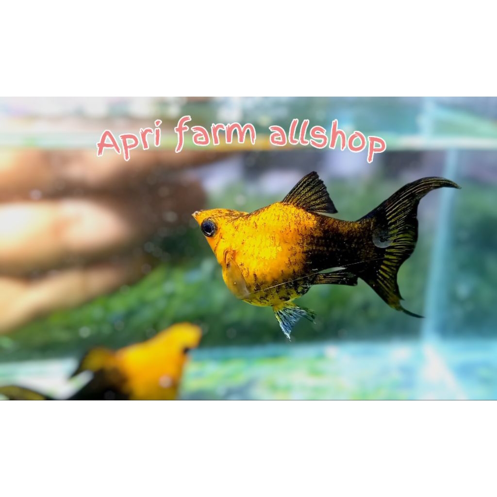 molly ballon golden black cawang