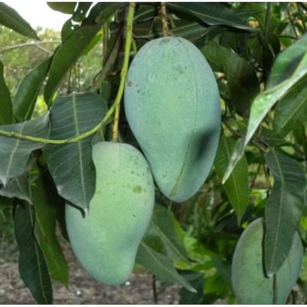 Tanaman Buah Mangga Gadung - Tanaman Pohon Mangga Gadung Manis - Tanaman Bibit Buah Mangga Mudah Ber