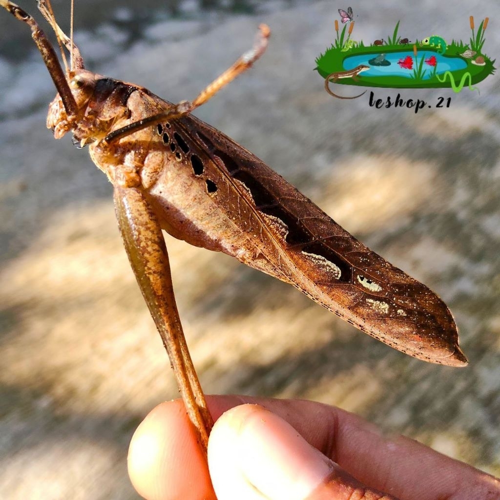 KOLEKSI WALANG KECEK MASTERAN KICAU