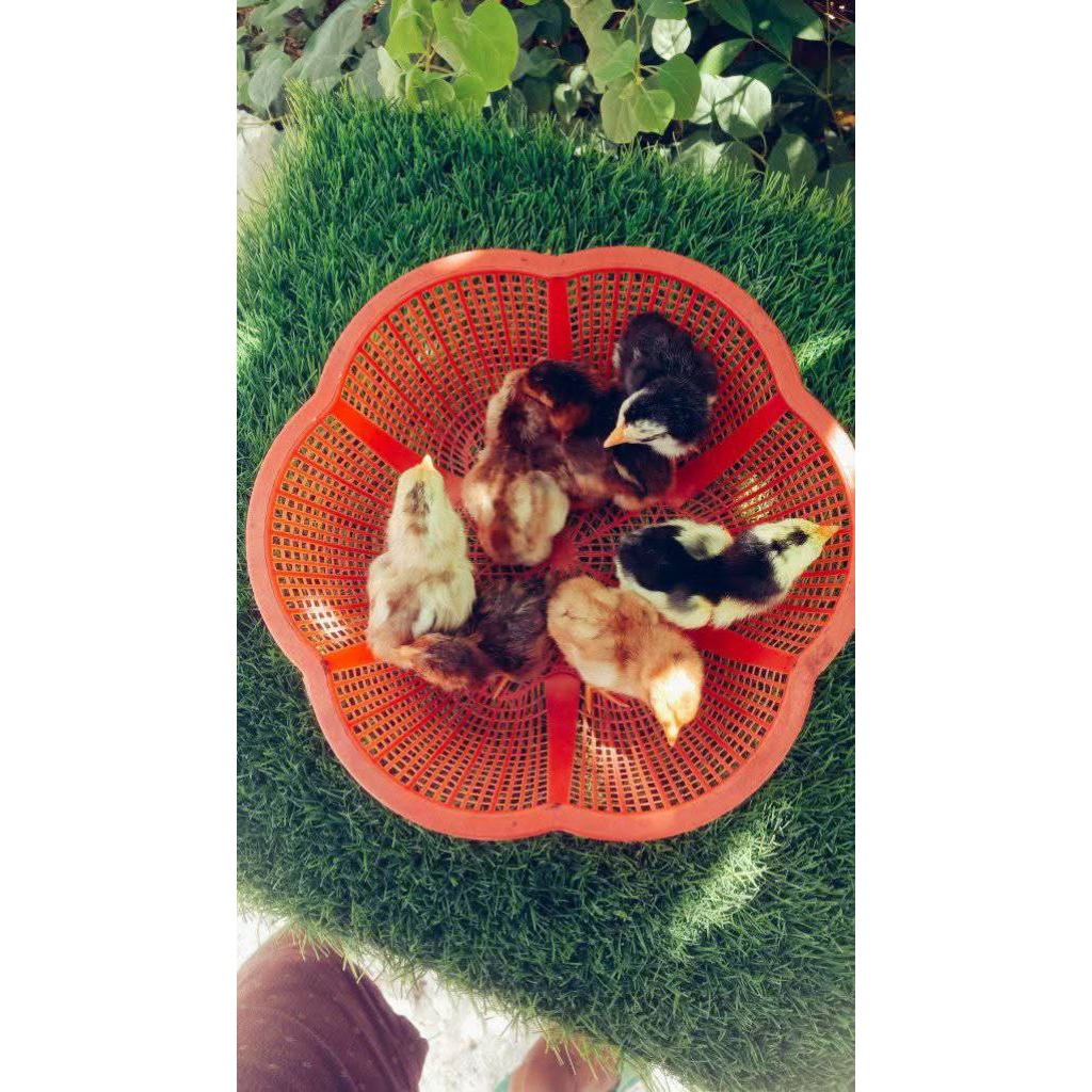 anak ayam ekor lidi ekor merak