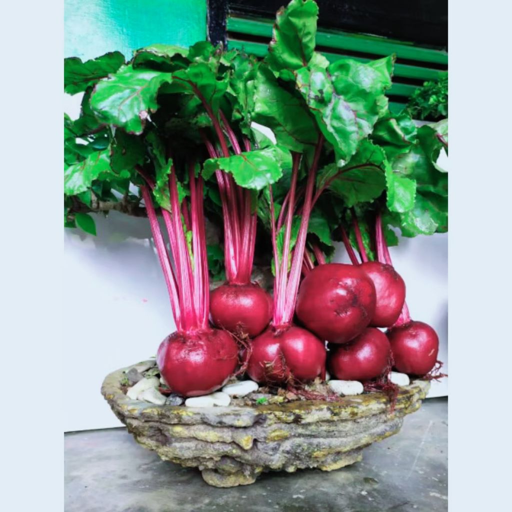 

BUAH BIT 1KG ORGANIK KUALITAS SUPER