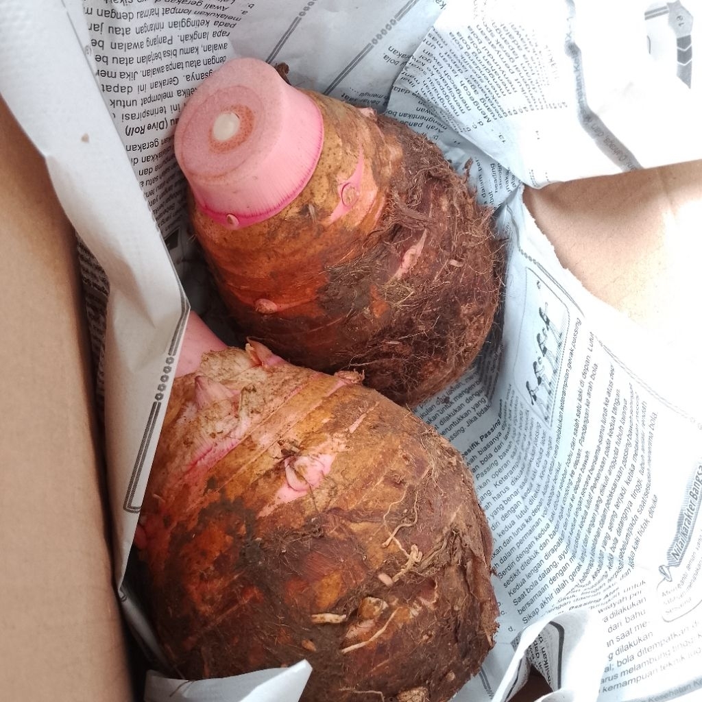 

umbi talas Bogor /2 kg empuk