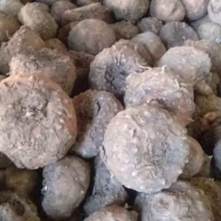 BIBIT PORANG MURAH,,1 KG..