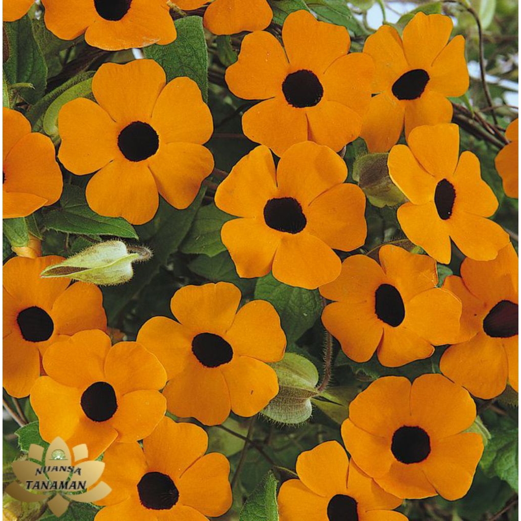 Tanaman Hias Pohon Tumbergia Bunga Orange/Pohon Rambat Tumbergia/Pohon Pagar Tumbergia