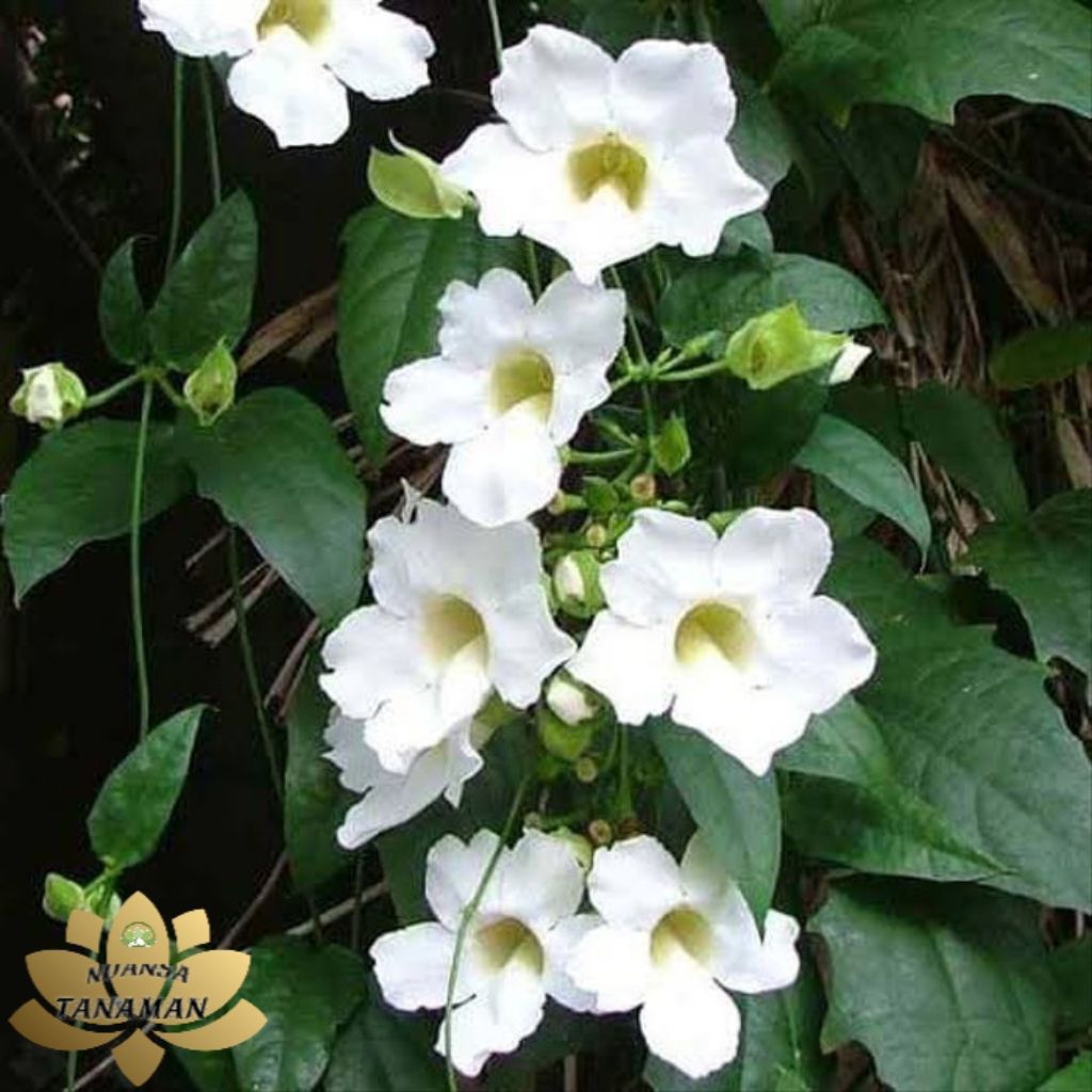 Tanaman Hias Rambat Pohon Tumbergia Bunga Putih/Pohon Tumbergia Putih/Tanaman Pagar Tumbergia