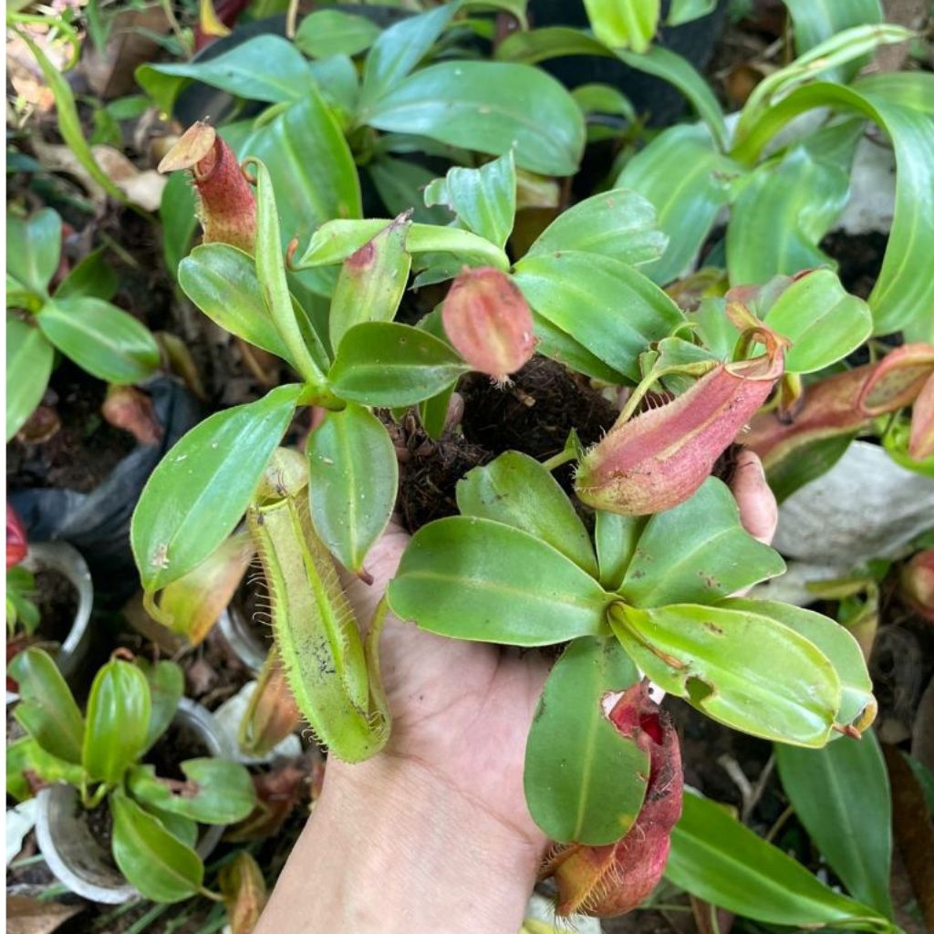 kantong semar asli kantong semar tanaman