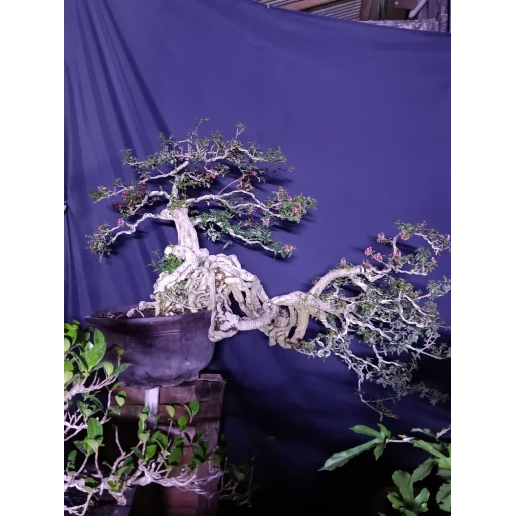 BONSAI SAKURA JUMBO