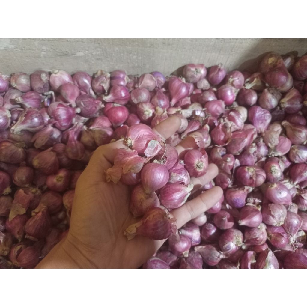

bawang berebes fresh kering 1kg campur besar