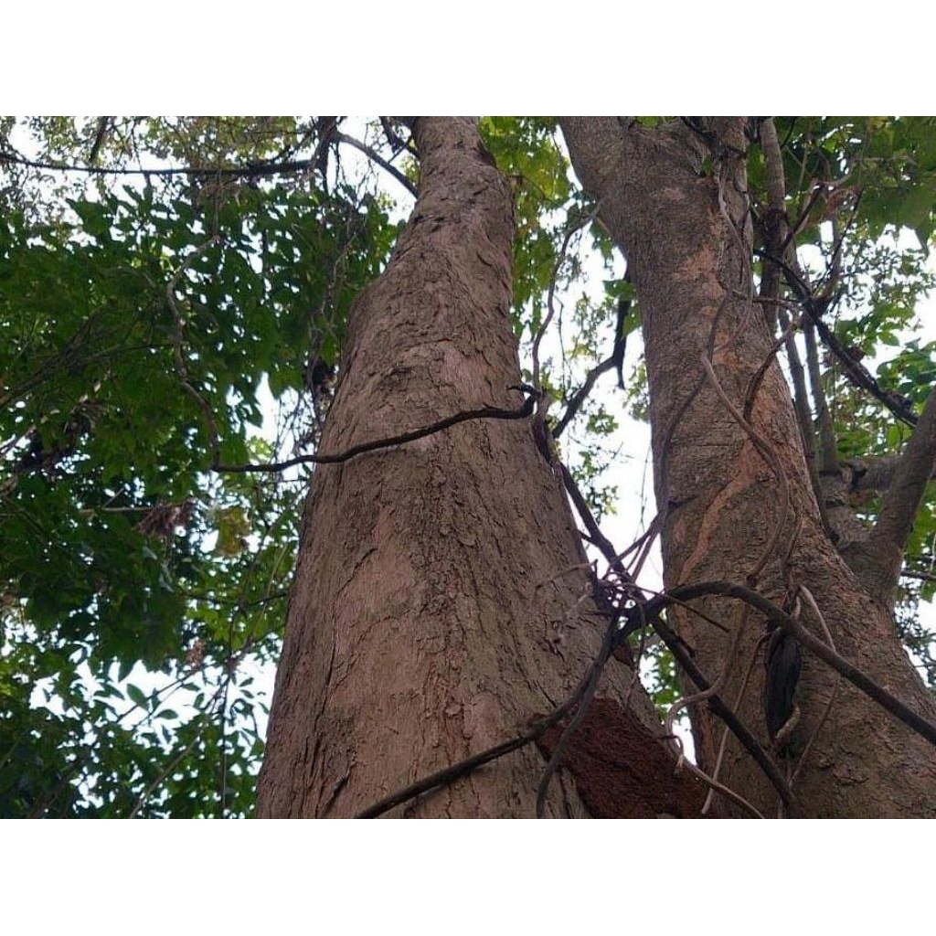 

Kulit Pohon Kayu Laban/vitex pinnata/kulit kayu laban 500 gram