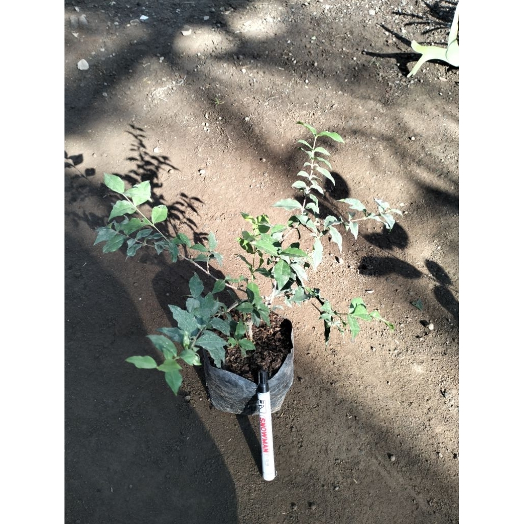 Bunga Sakura Daun Mikro