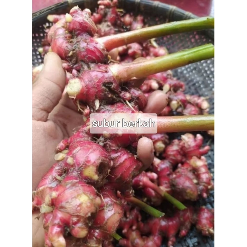 

Jahe merah jahe emprit murah bersih 250 gram