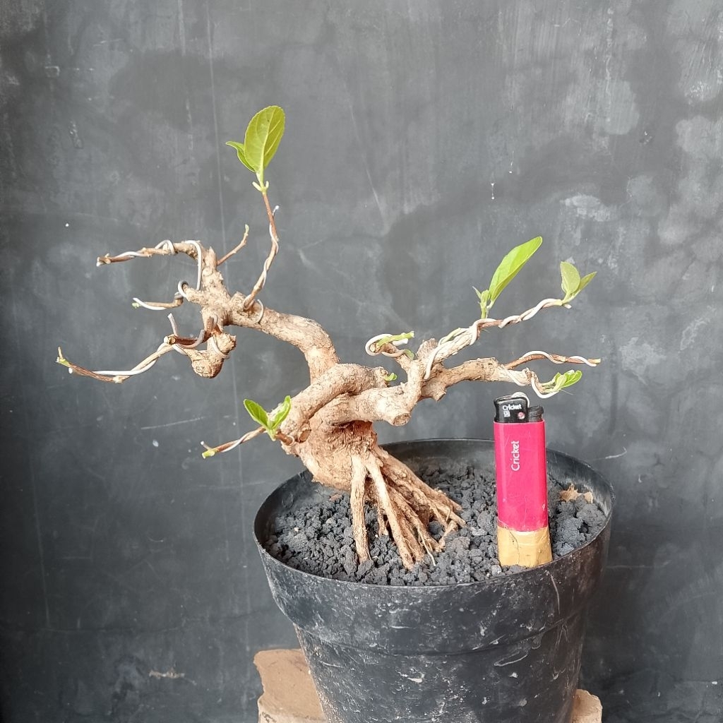 Bonsai wahong laut