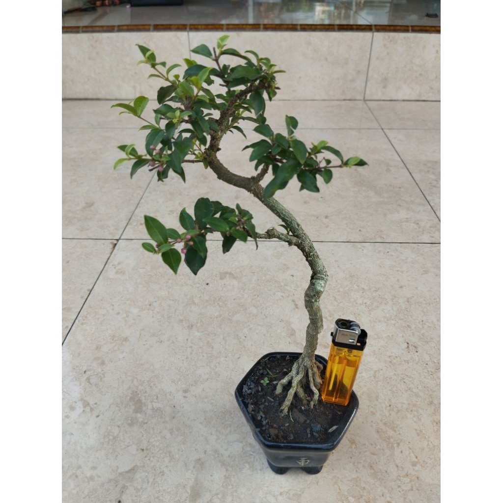 bonsai sakura mikro siap pajang