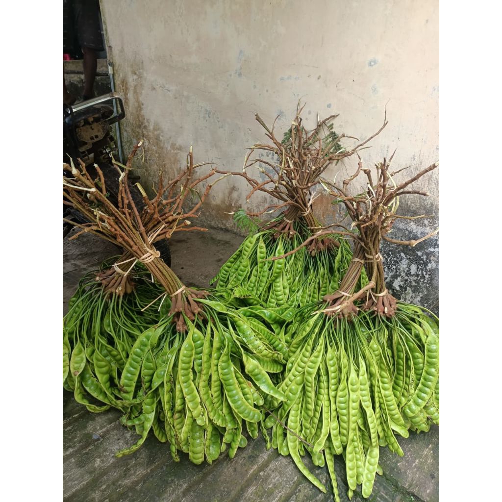 

PETE PETAI SUPER FRESH PER 10 PAPAN LONJOR