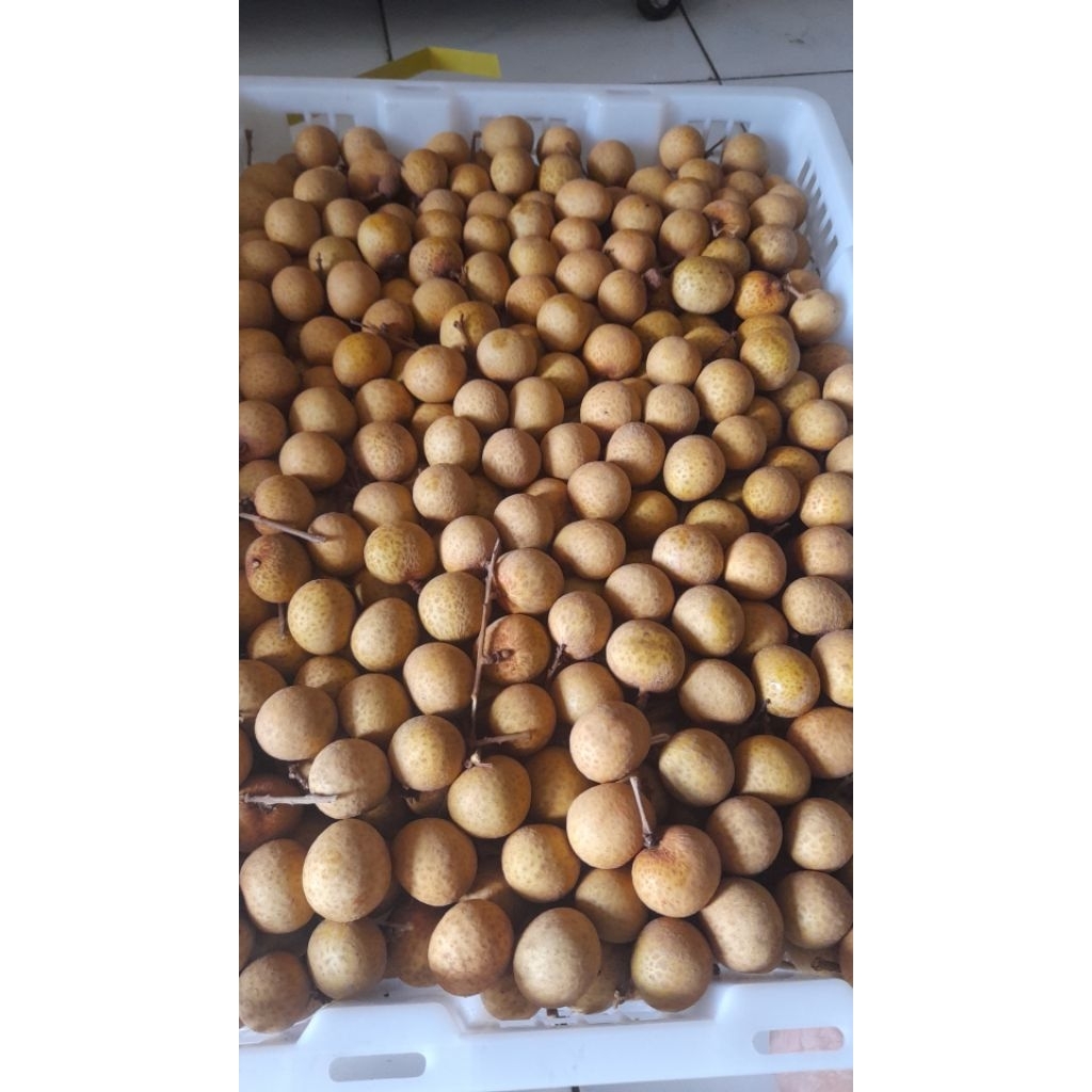 

lengkeng bangkok 500gram