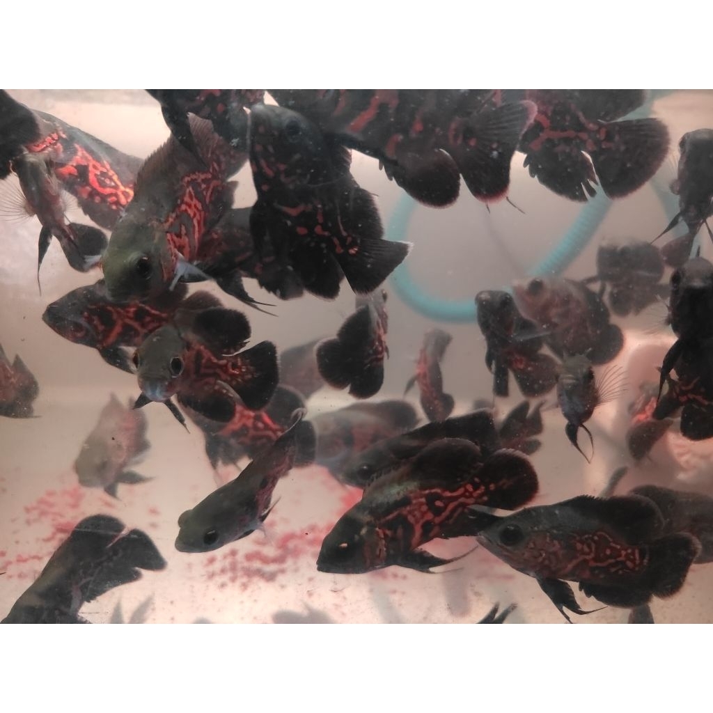 Ikan oscar batik good marking