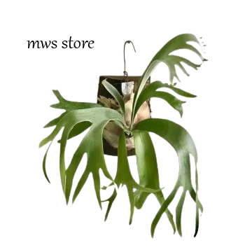 Tanaman Hias Tanduk Rusa JUMBO Platycerium tinggal gantung