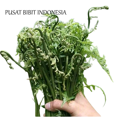 

Pakis Segar / Pakis Sayur Terbaik Dan Fress 500Gram Dadakan