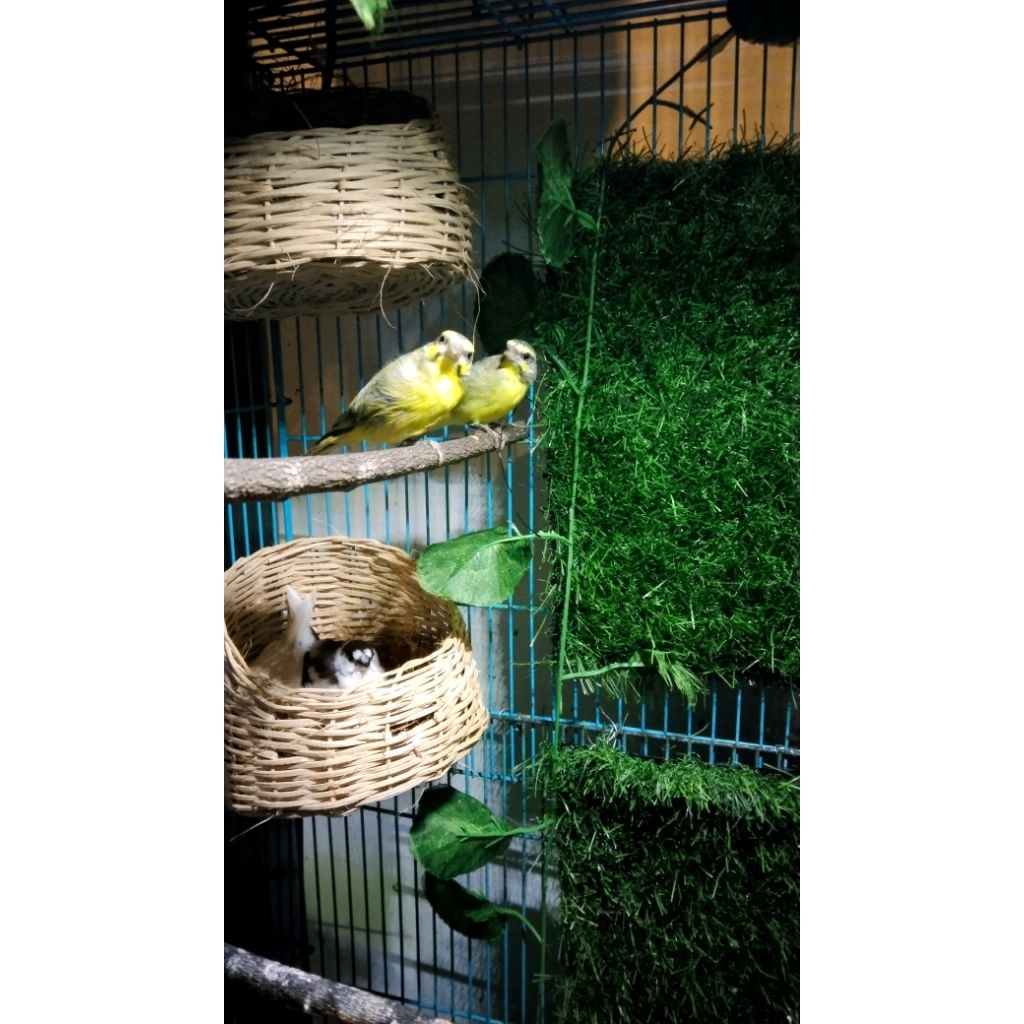 burung mozambik betina birahi