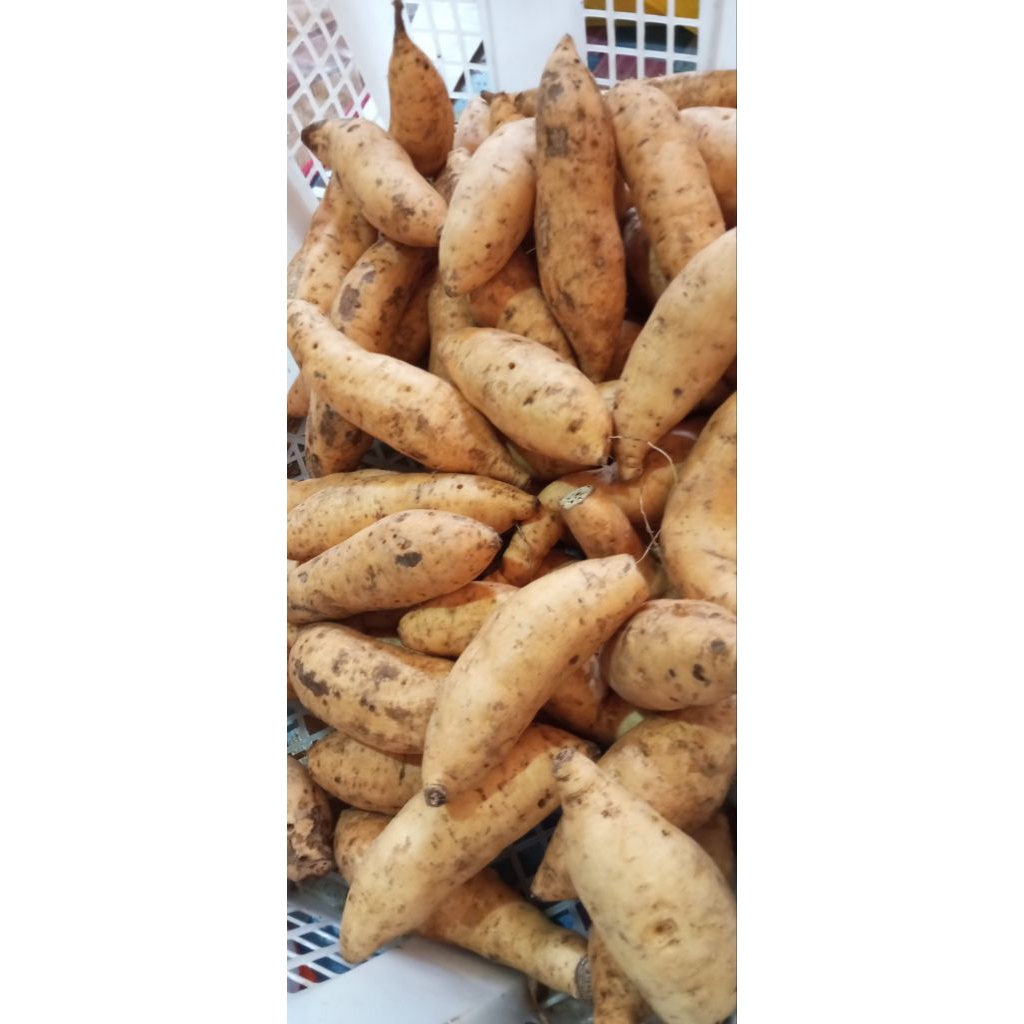 

ubi madu cilembu ARBEN bisa buat di open manis ORIGINAL (bersih)