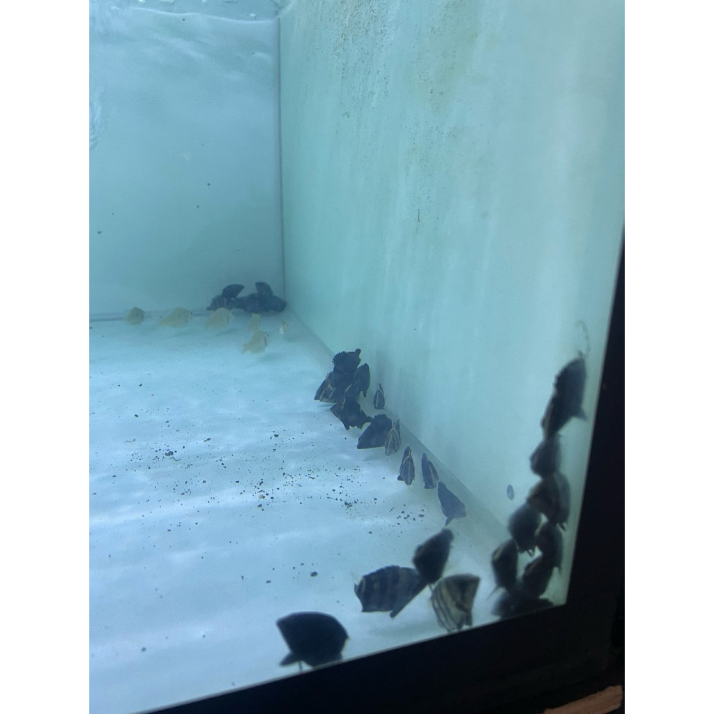 Datz Sum Mix Bar/ 4 Bar Kotor