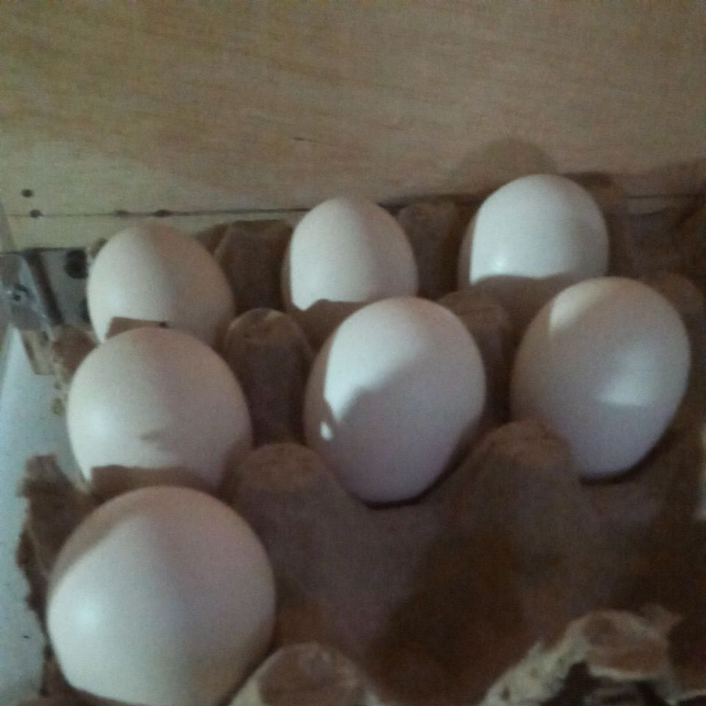 Jual Telur Fertile Ayam Gorila Jumbo