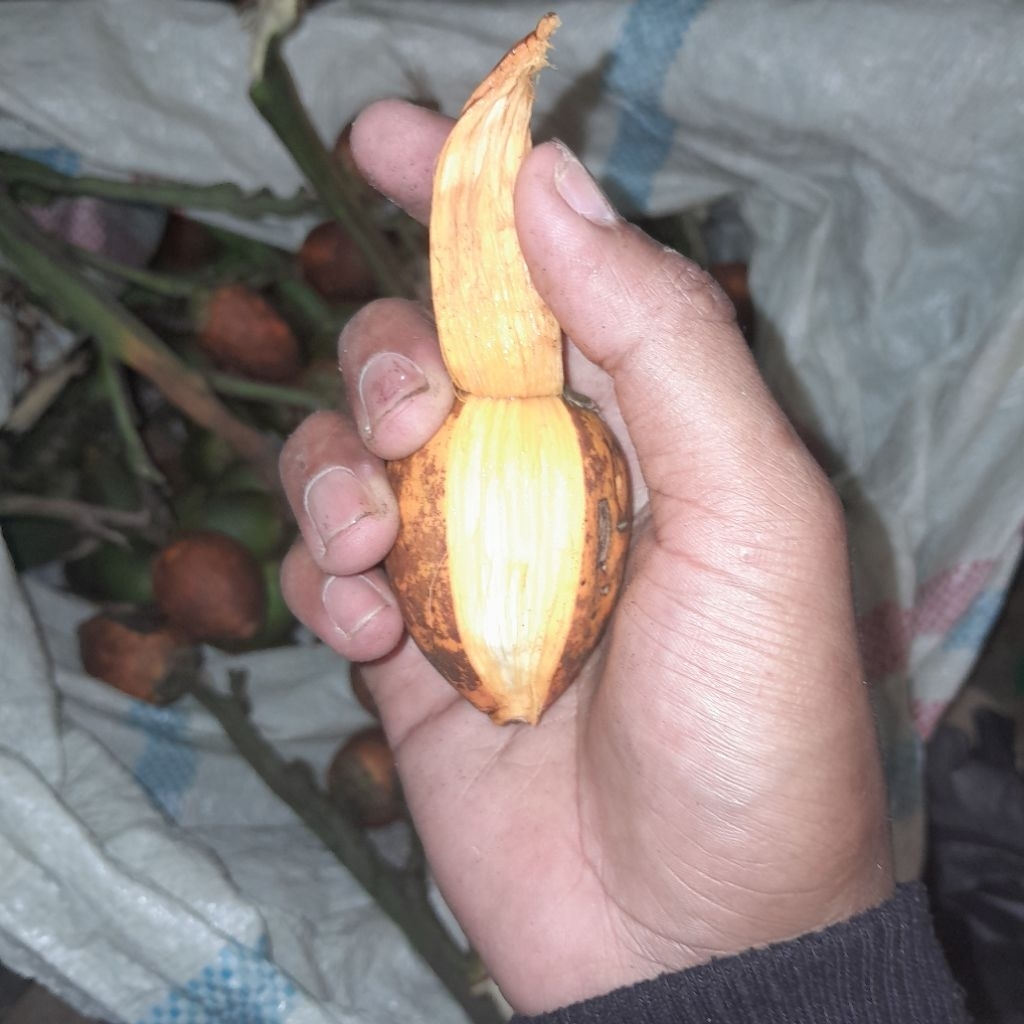 

pinang tua super mantap 600g