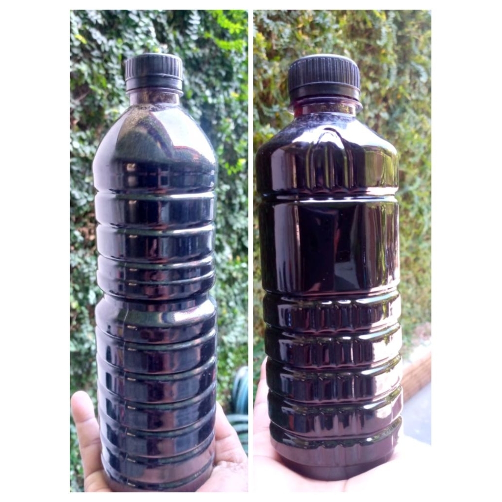 

Madu Hitam Apis Dorsata