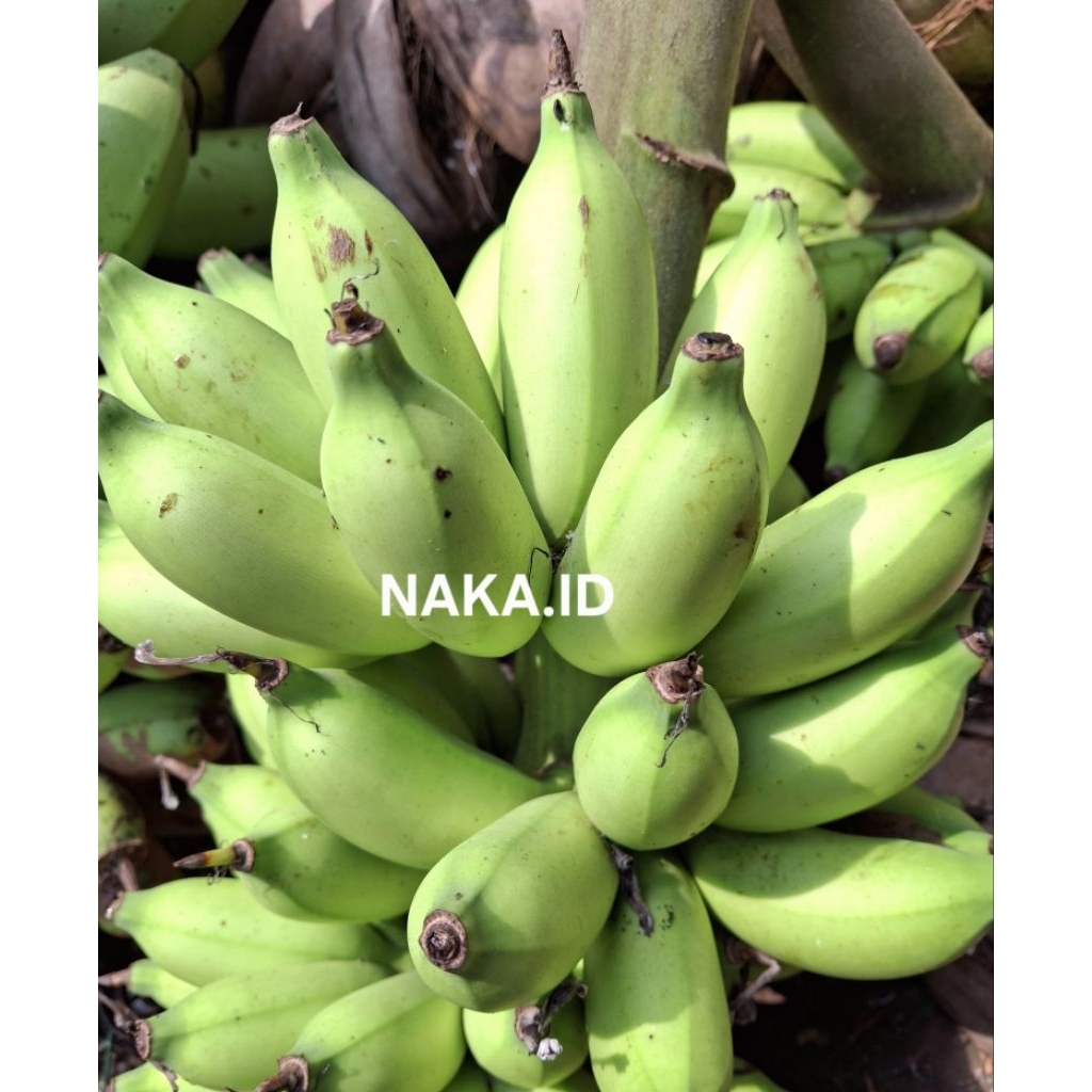 

Pisang ulin tidak ada biji manis