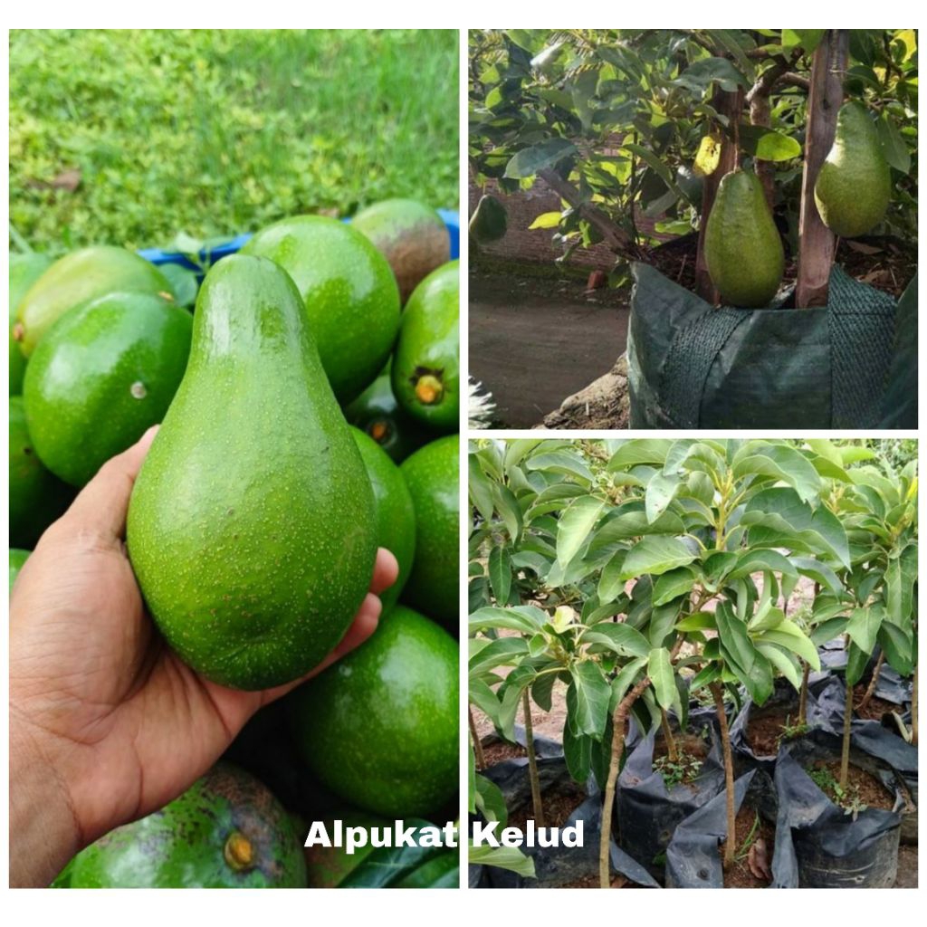 Bibit Alpukat Kelud Jumbo Super Genjah Unggul