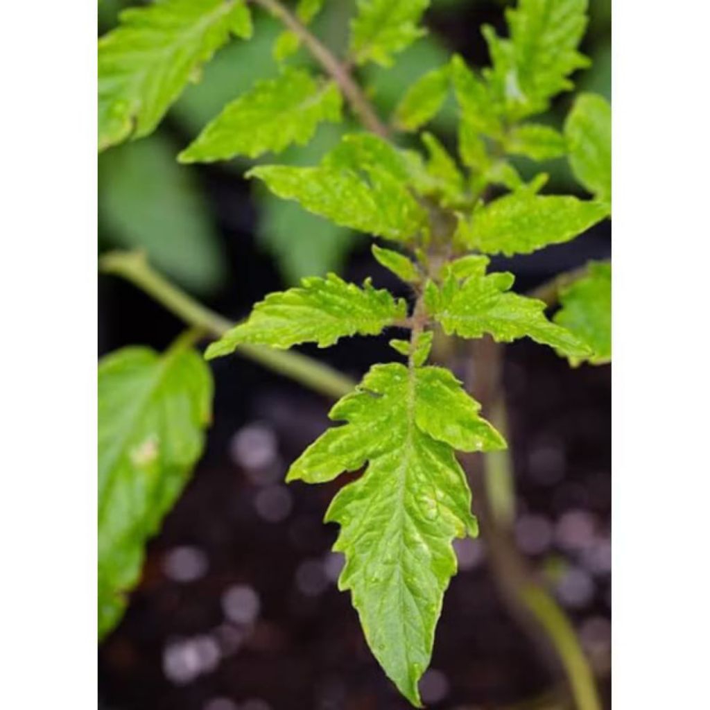 

Daun tomat segar 250 gram petik langsung