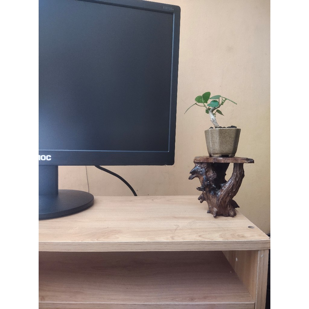 Bahan Bonsai Waru mini